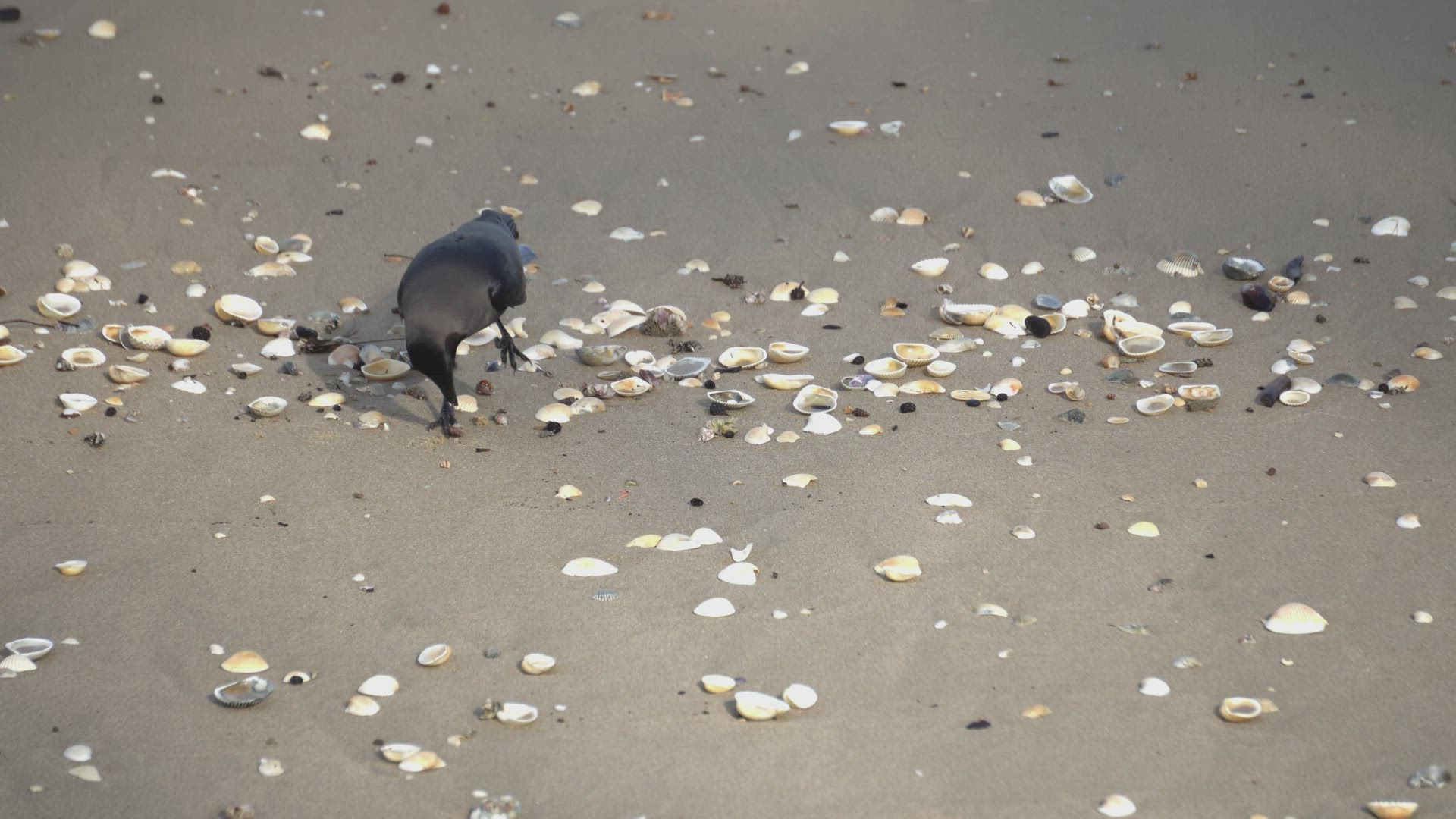 A crow is search good at the seashell