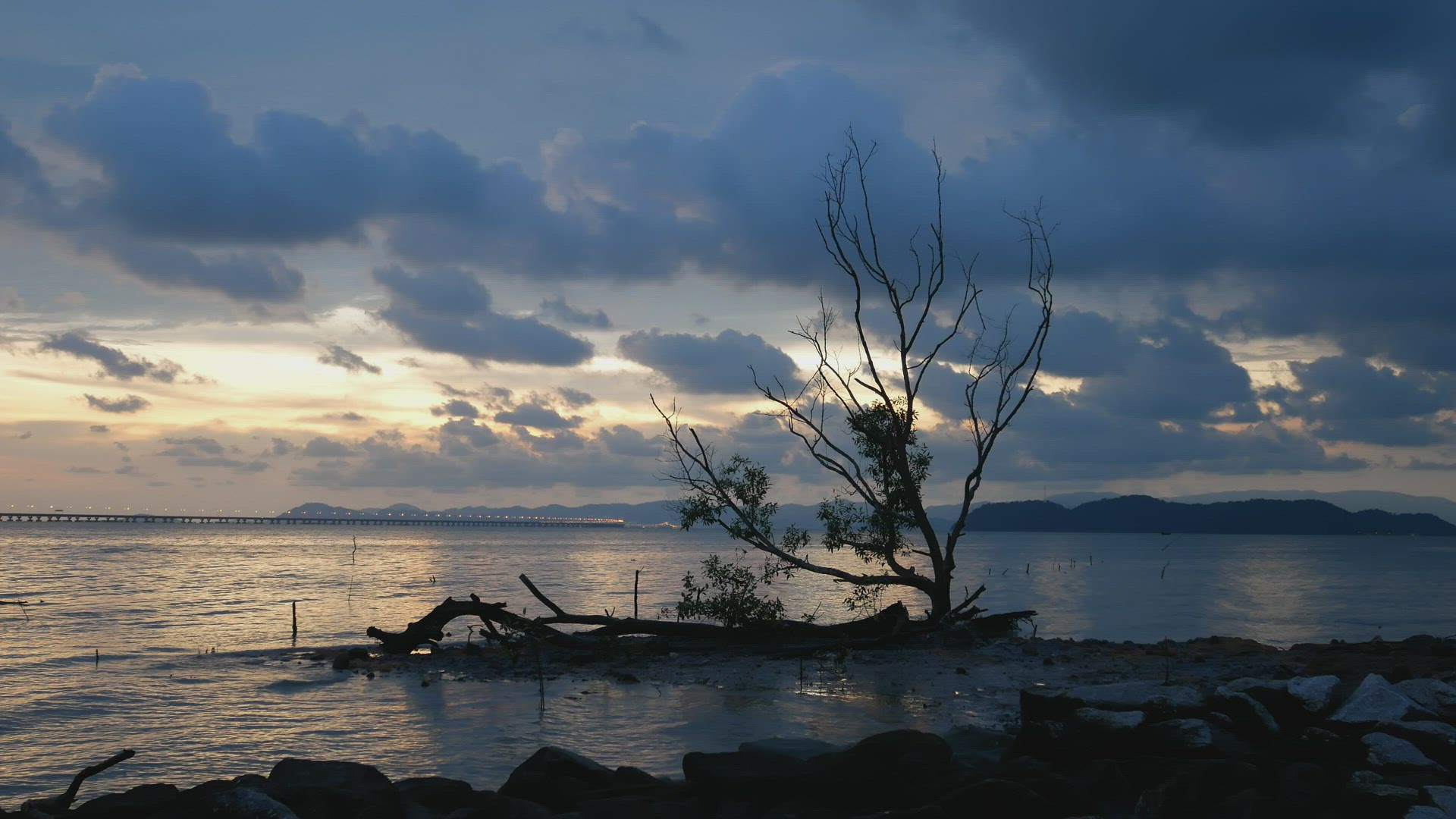 Dead bare mangrove tree at sea coastal.