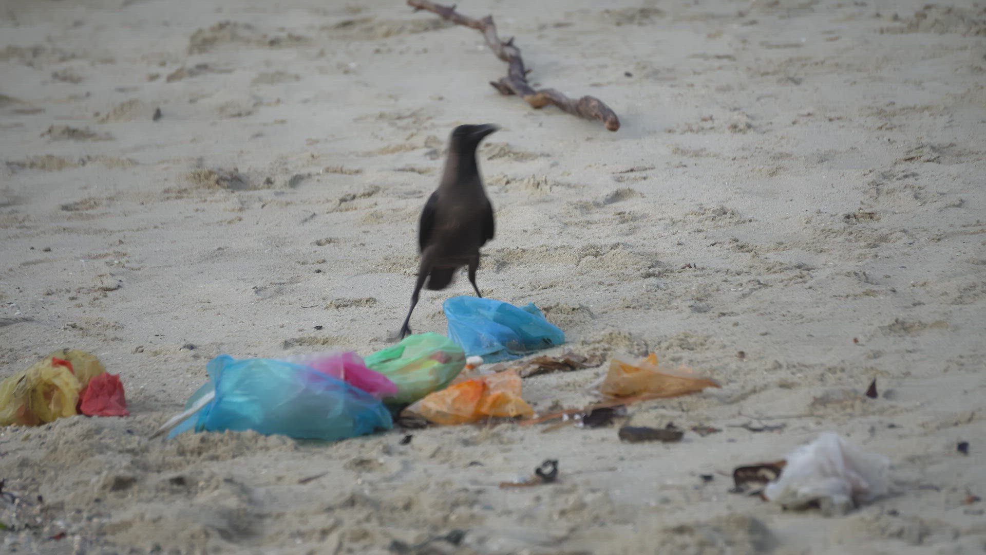 A crow is search for food from the plastic