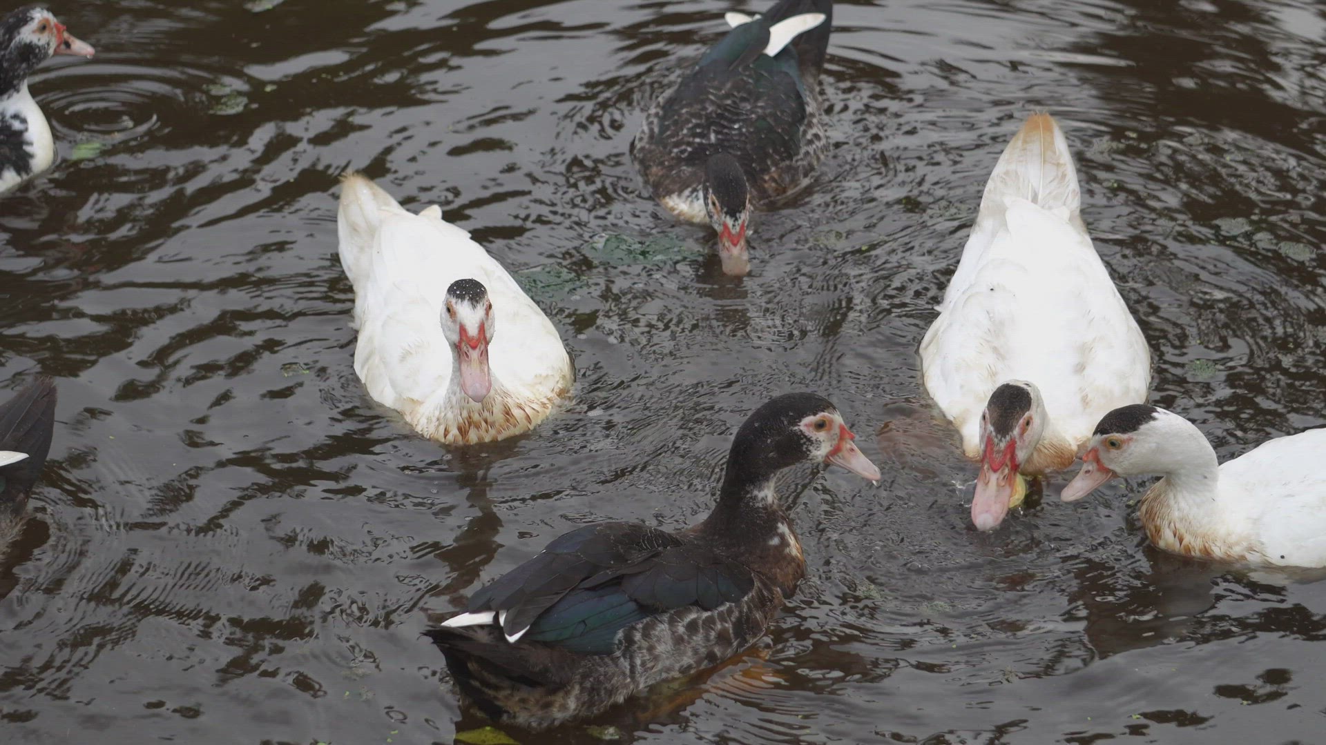 Black and dark duck live together