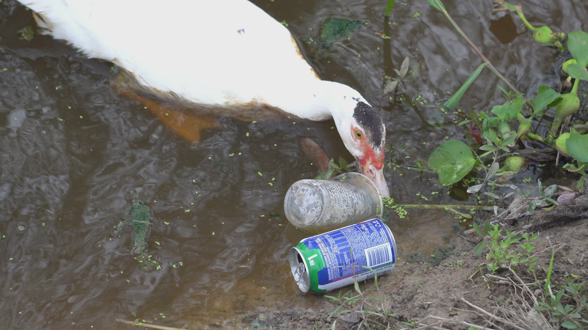 A white duck is searching food at the river beside plastic