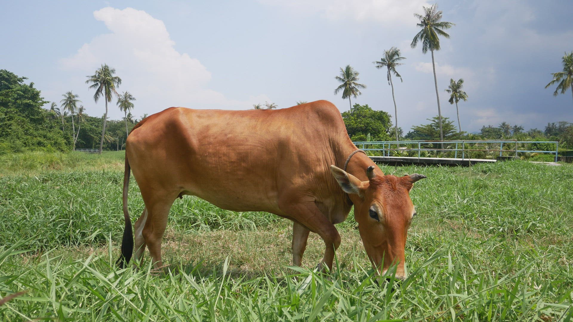 Low angle cow eat grass.