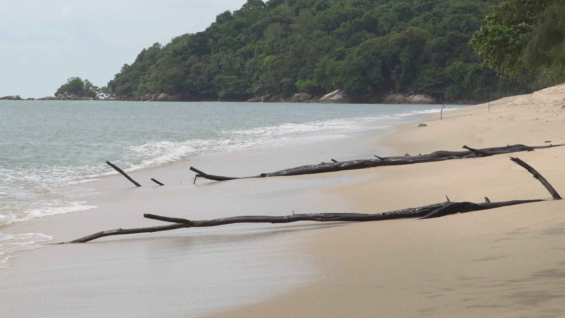 Bare tree trunk at beach.