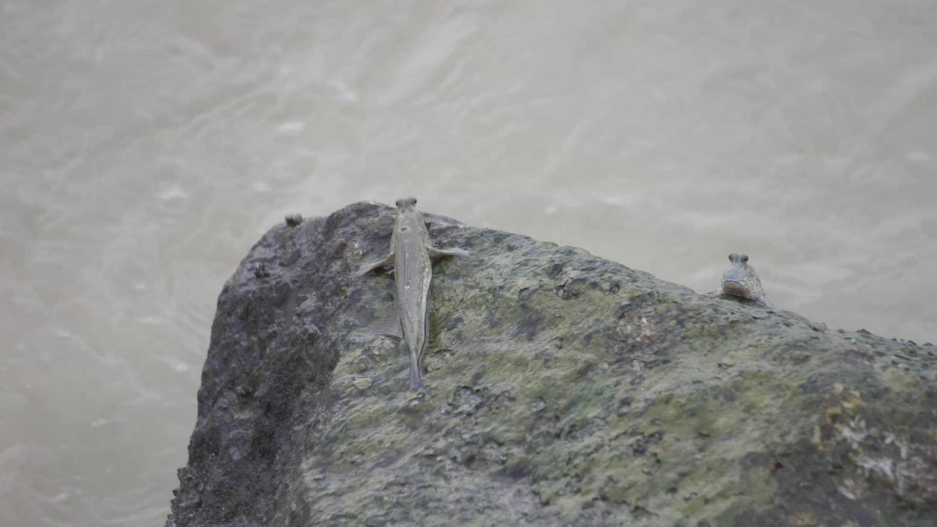 Mudskipper stay at rock. Sea water splash the rock
