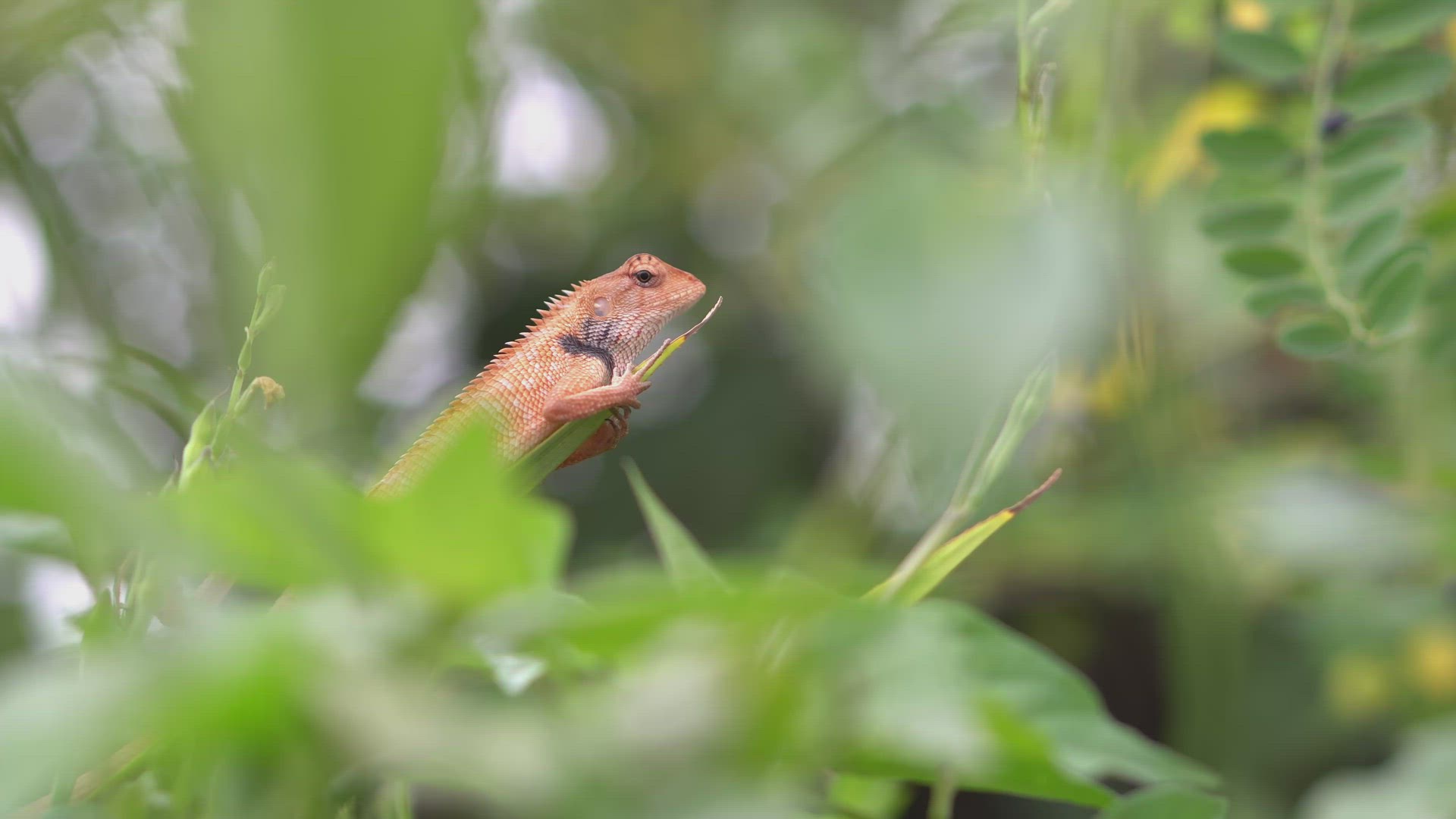 Selective focus chameleon on plant.