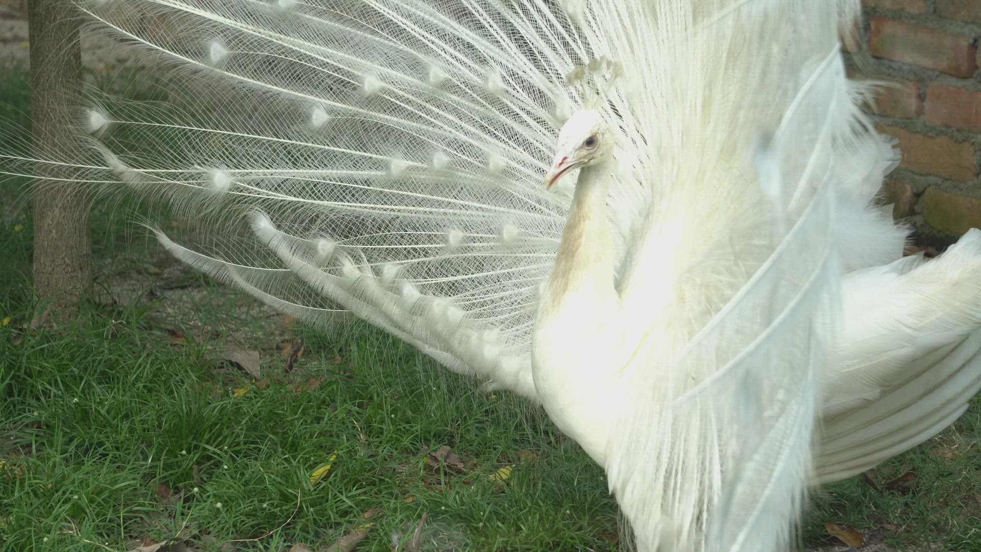 White peafowl pavo cristatus expand the tail