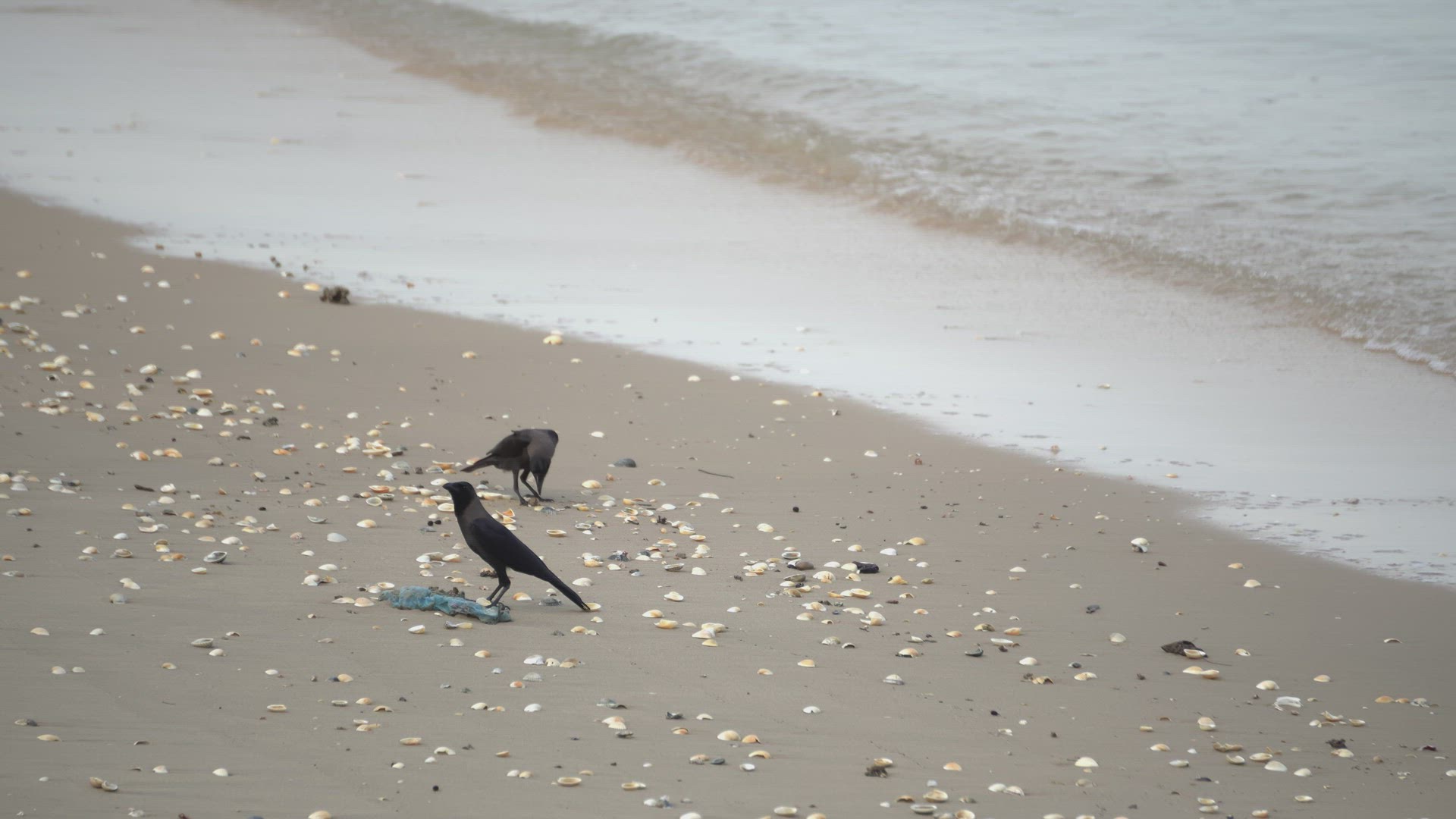 Crows stay at the beach with seashell