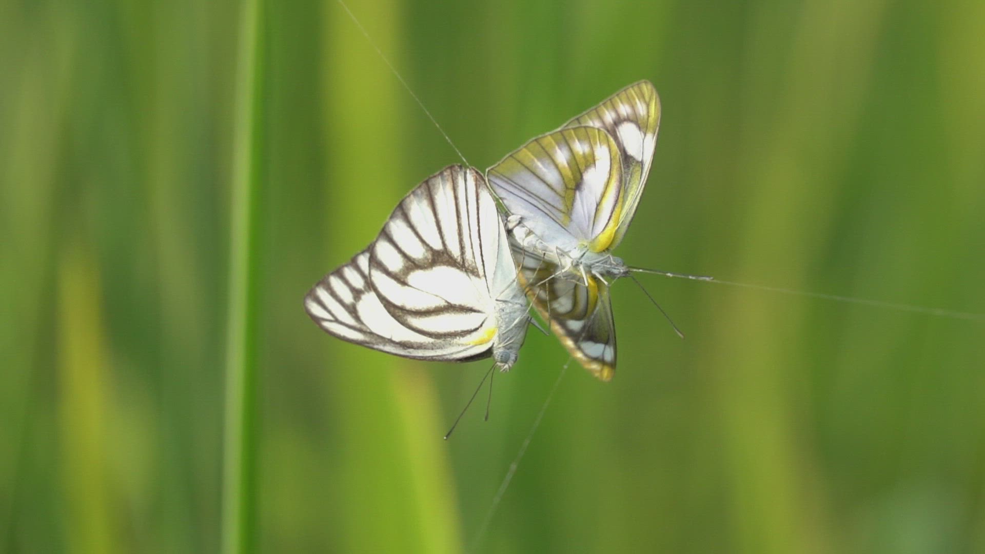 Slow motion butterfly butterflies caught by spider net. 
