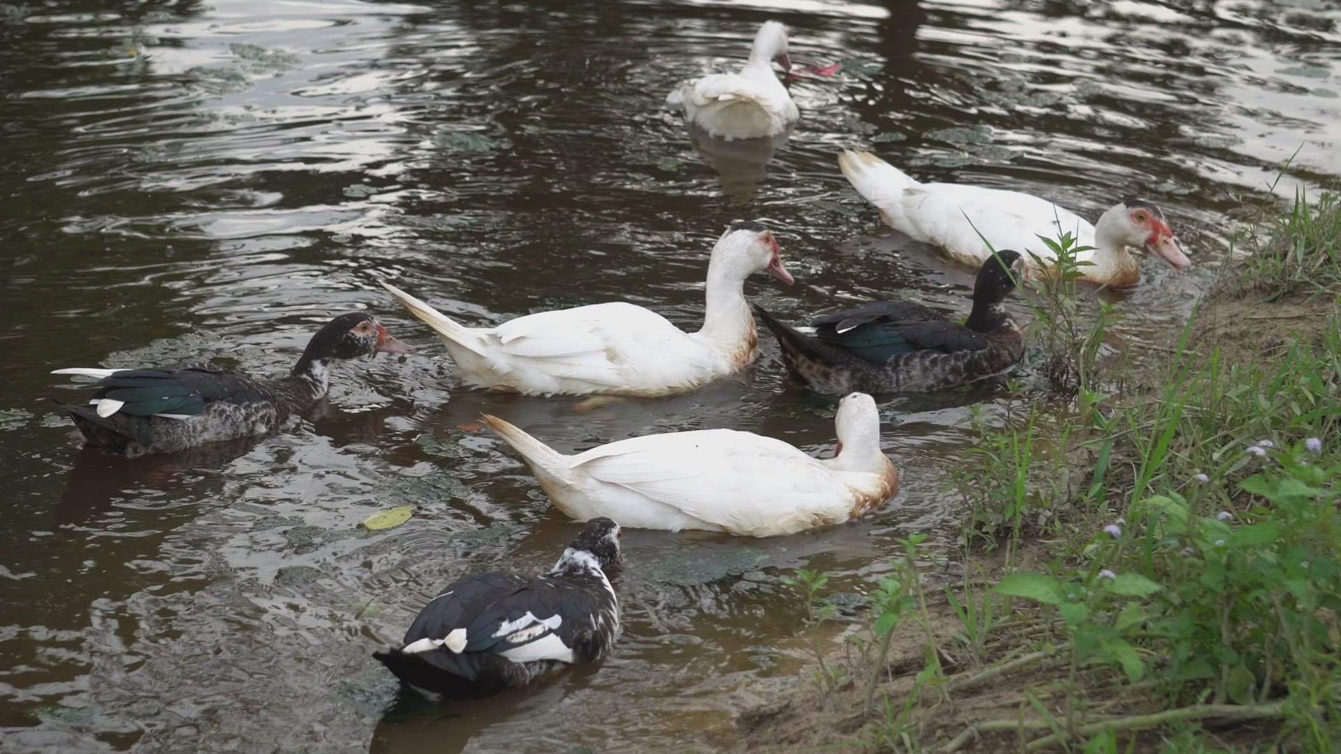 Group of dark and white duck swim
