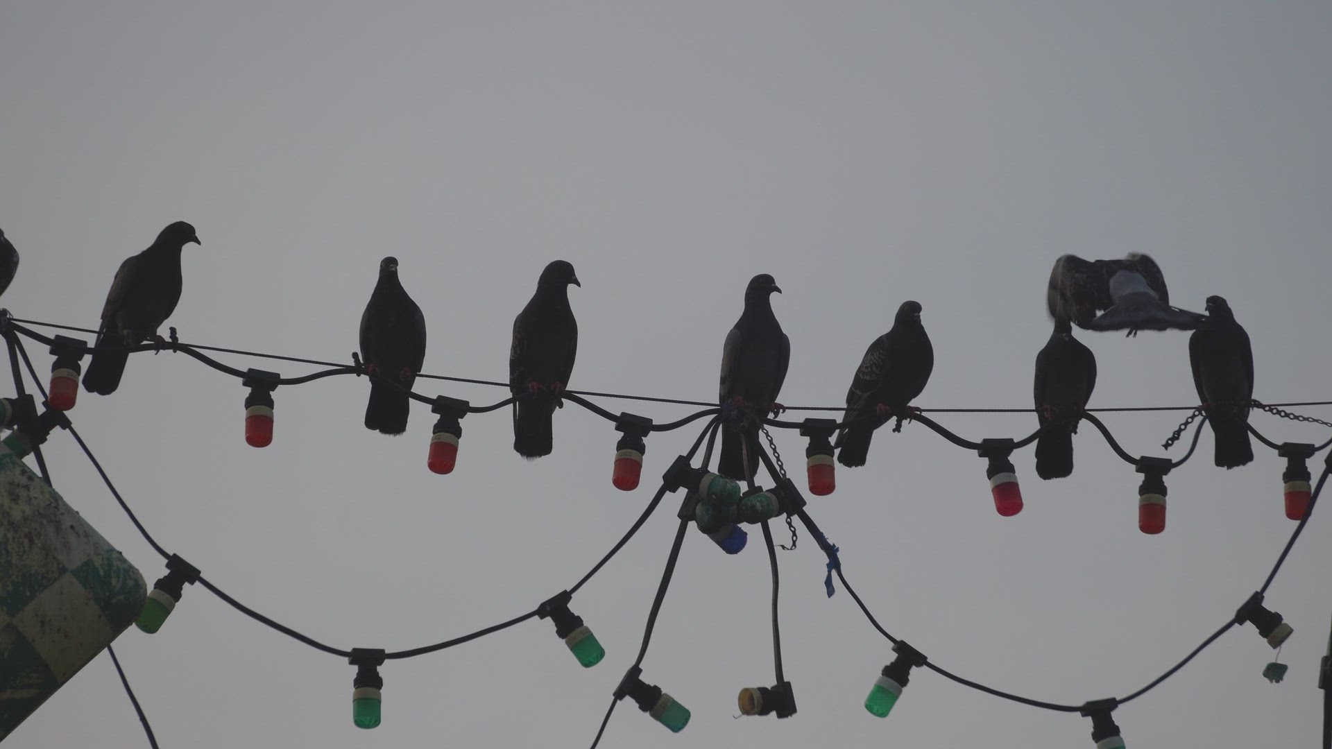 Dove stay at electric cable.