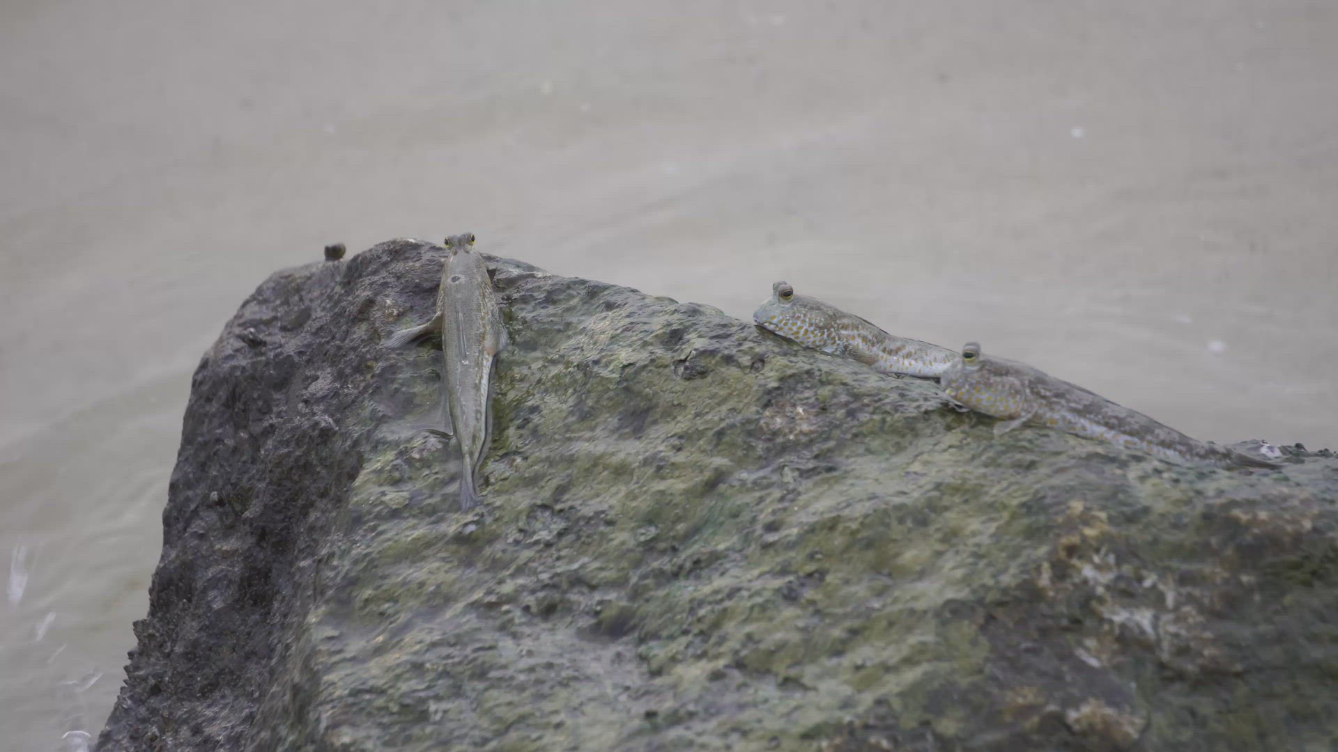 Mudskipper lay at the rock