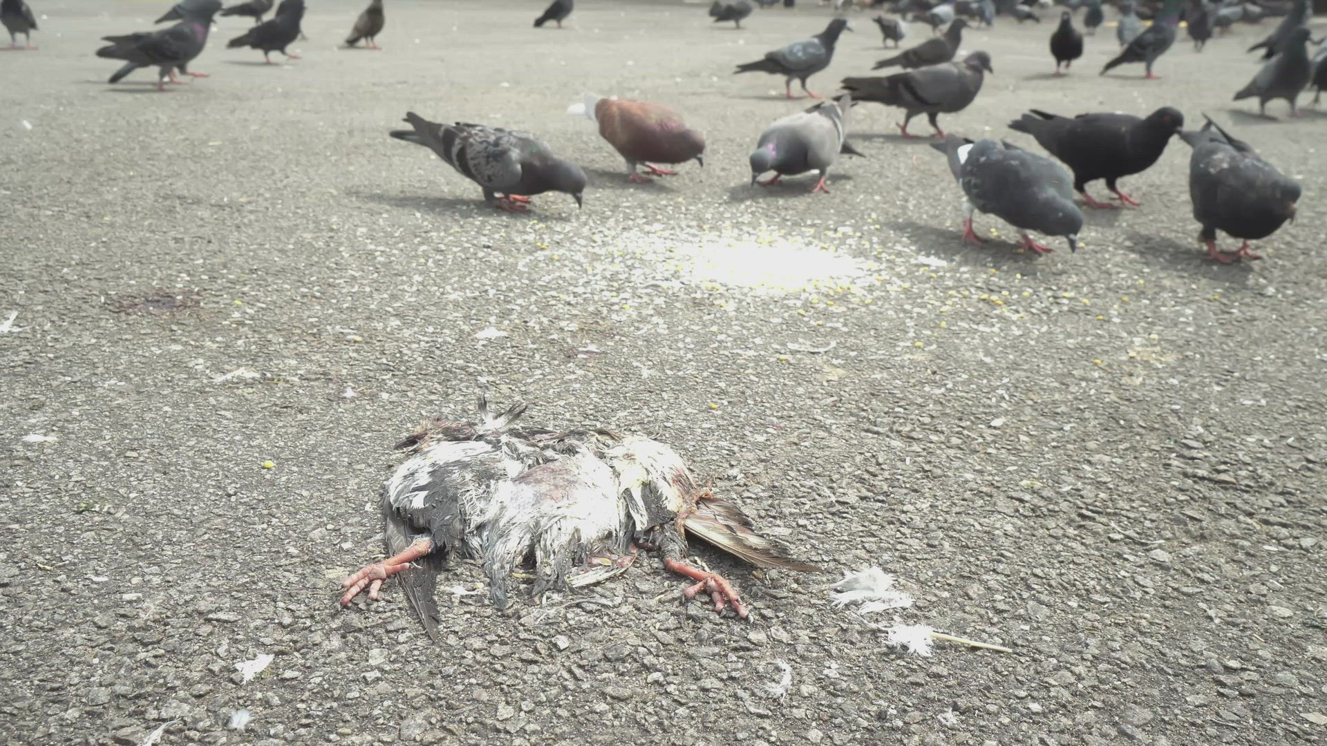 Dead pigeon lying at street. 