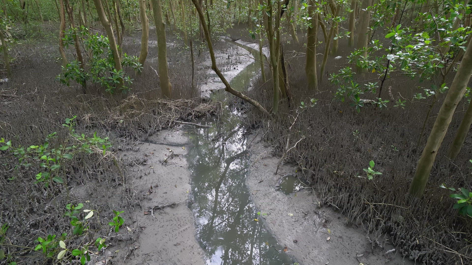 Beautiful scenery mangrove tree forest.