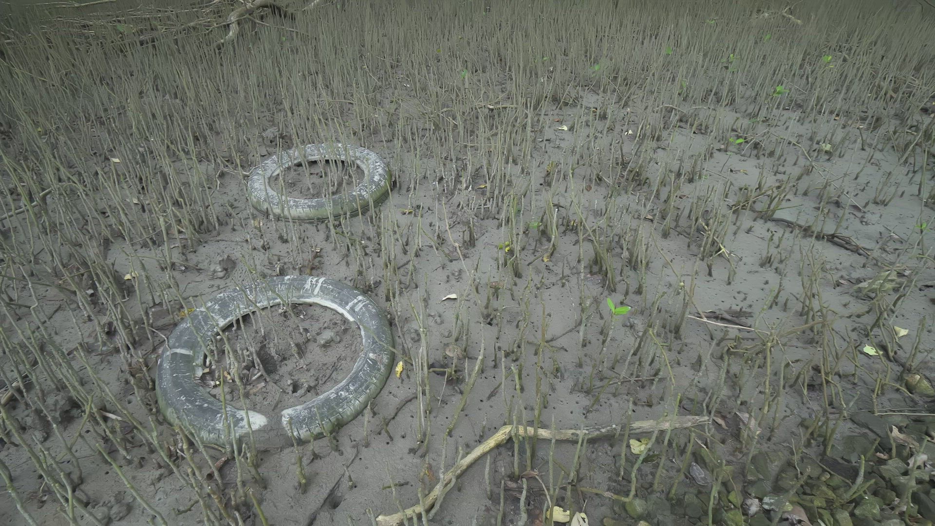 Old tyre litter at mangrove tree forest.