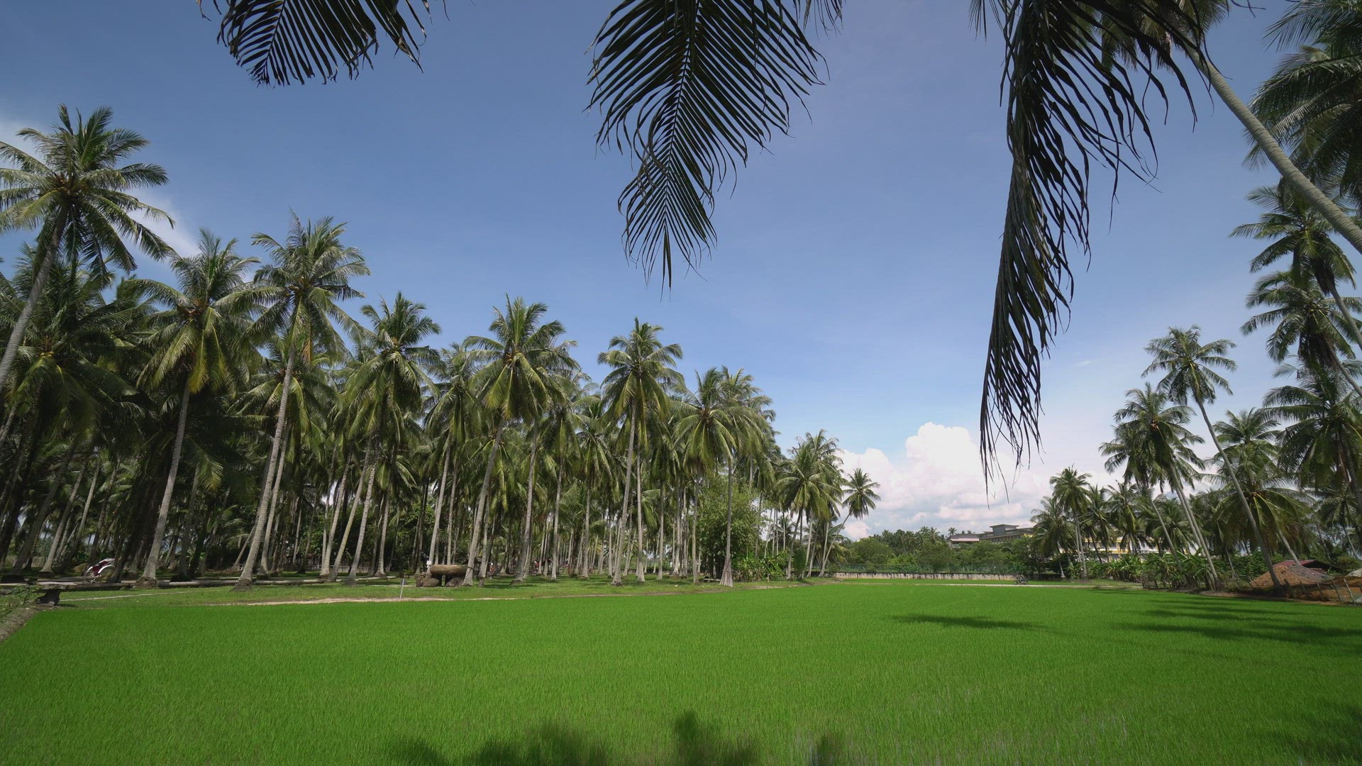 Tilt up the green scenery under blue sky