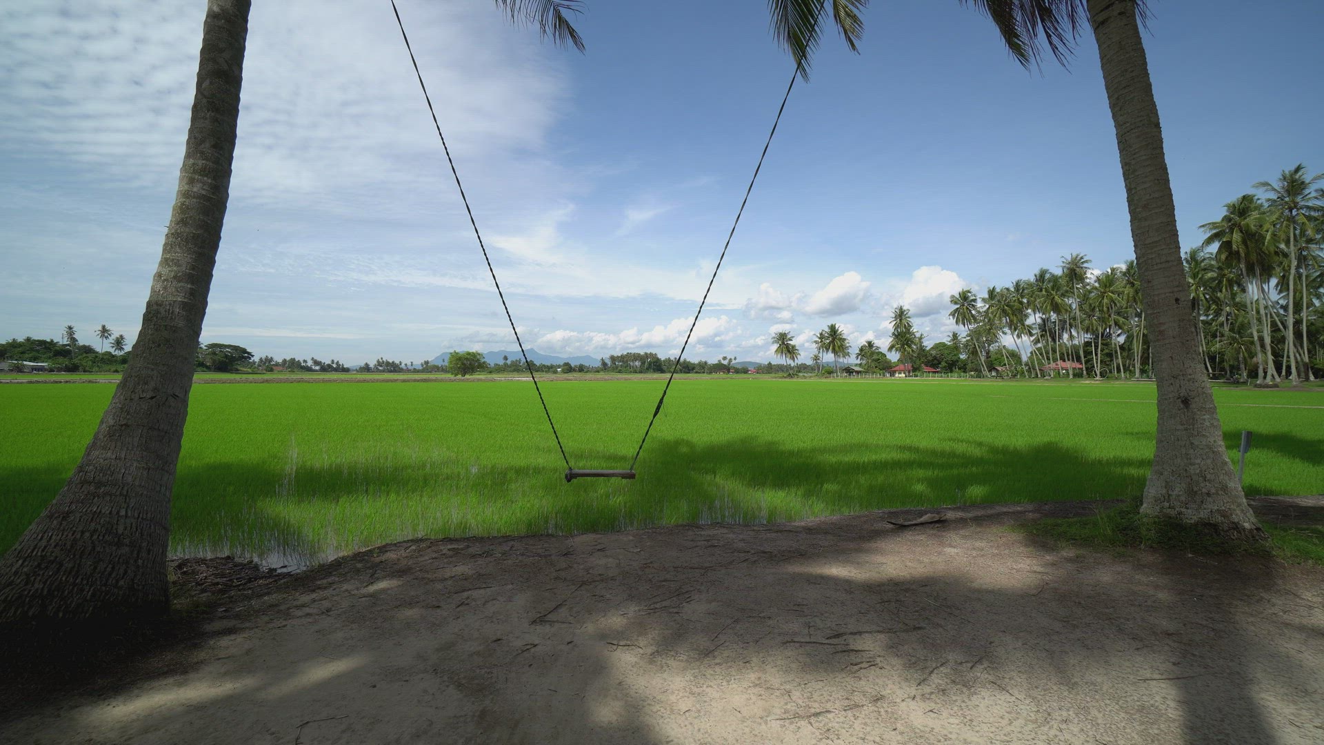 Swing is move at coconut plantation.