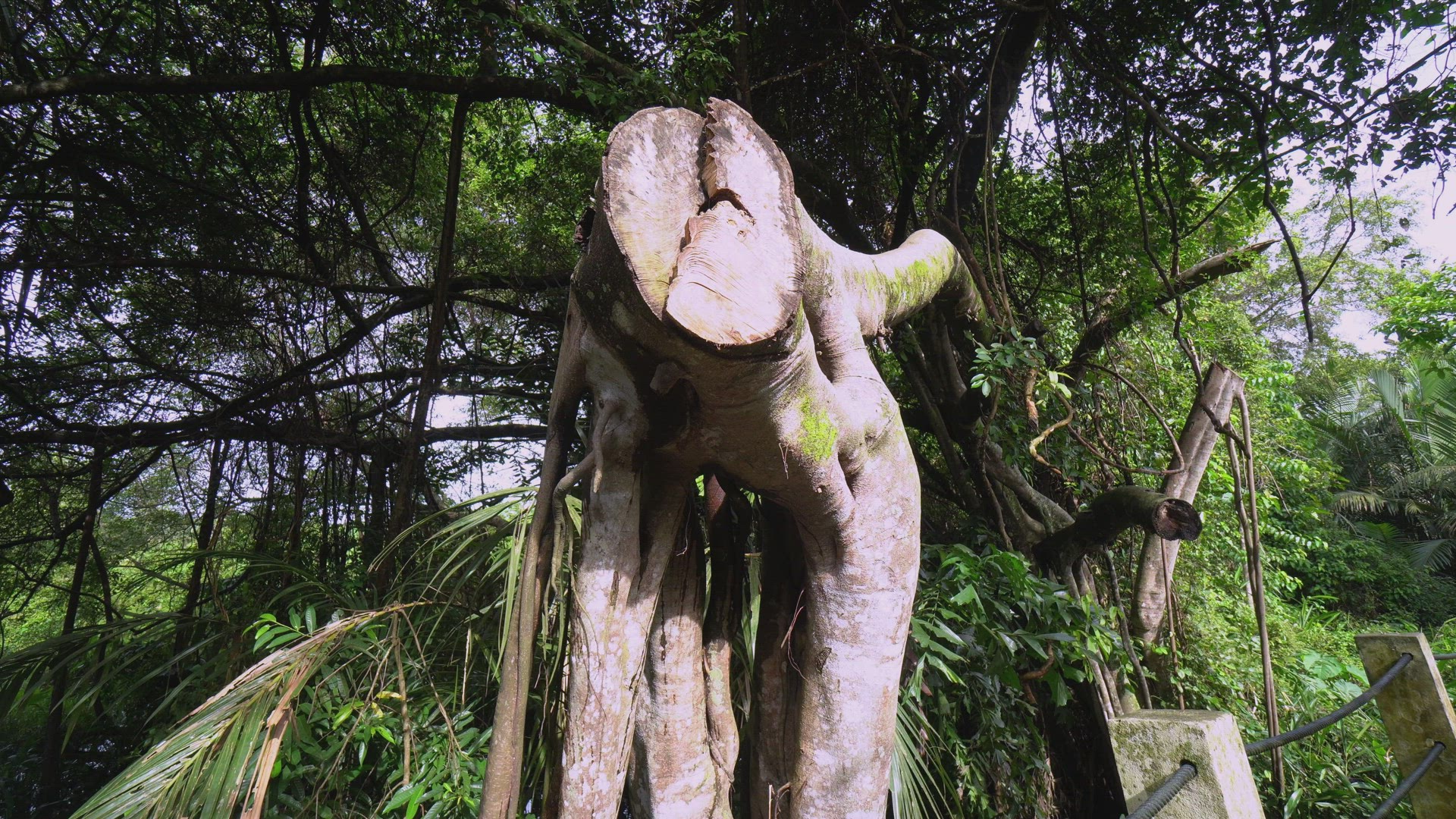 Move toward the chopped down tree