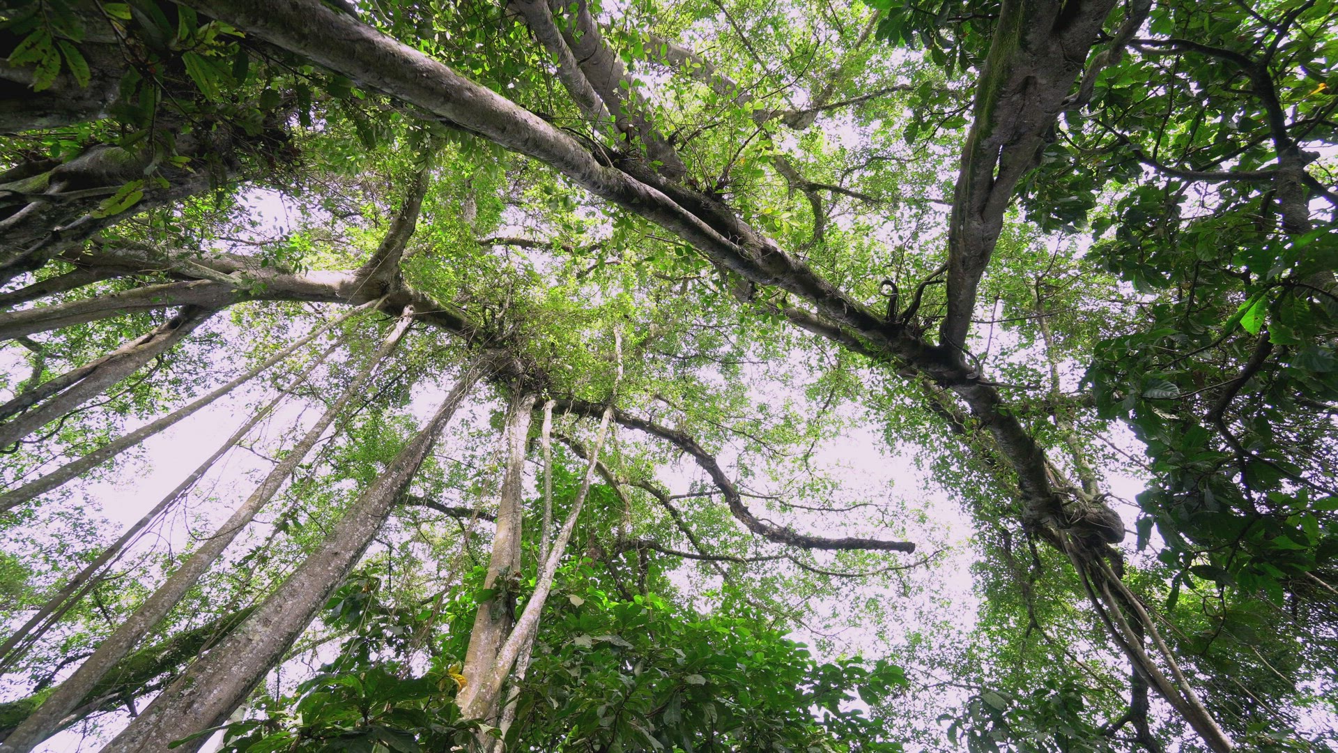 Panning view of green forest