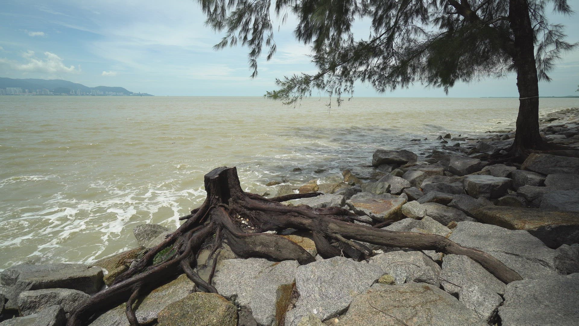 Chopped down dead tree beside rock