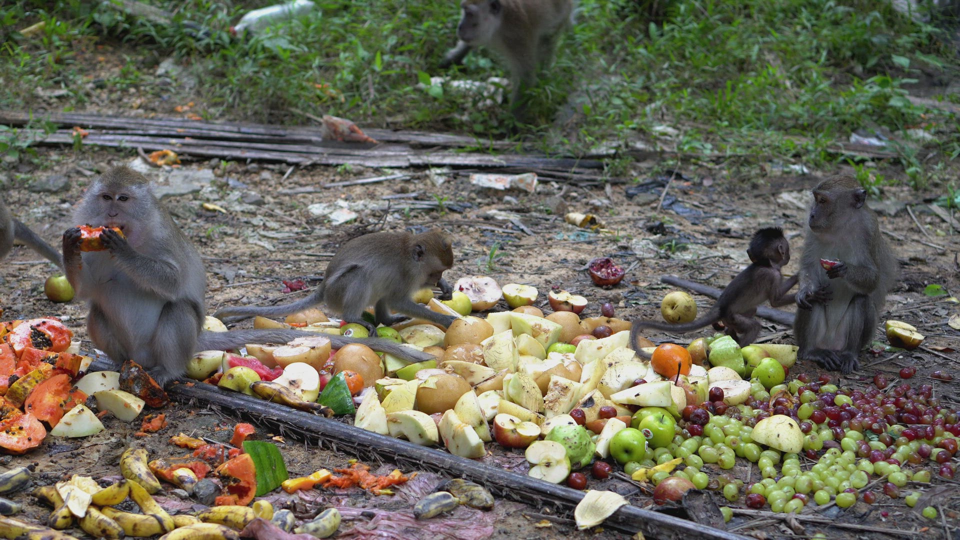 Monkey enjoy the fruit feeded