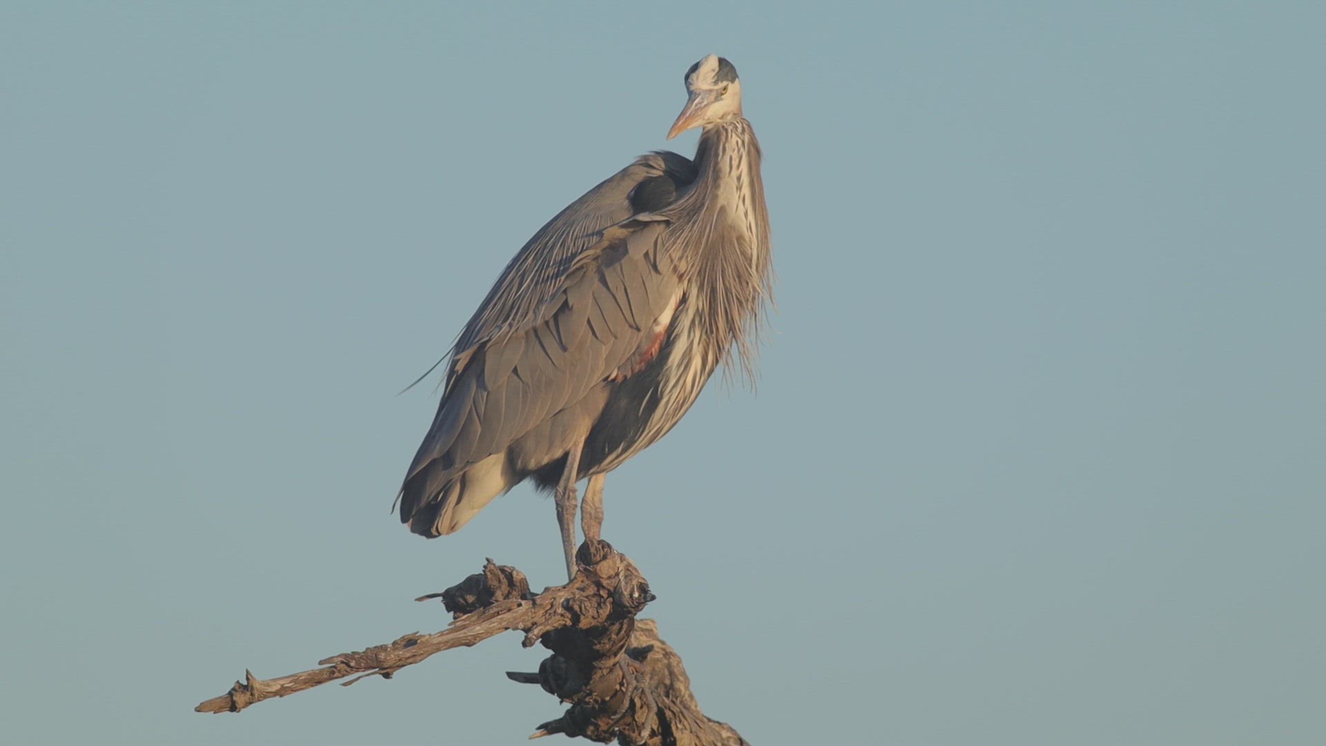 Great blue heron (Ardea herodias) preens, Southern California