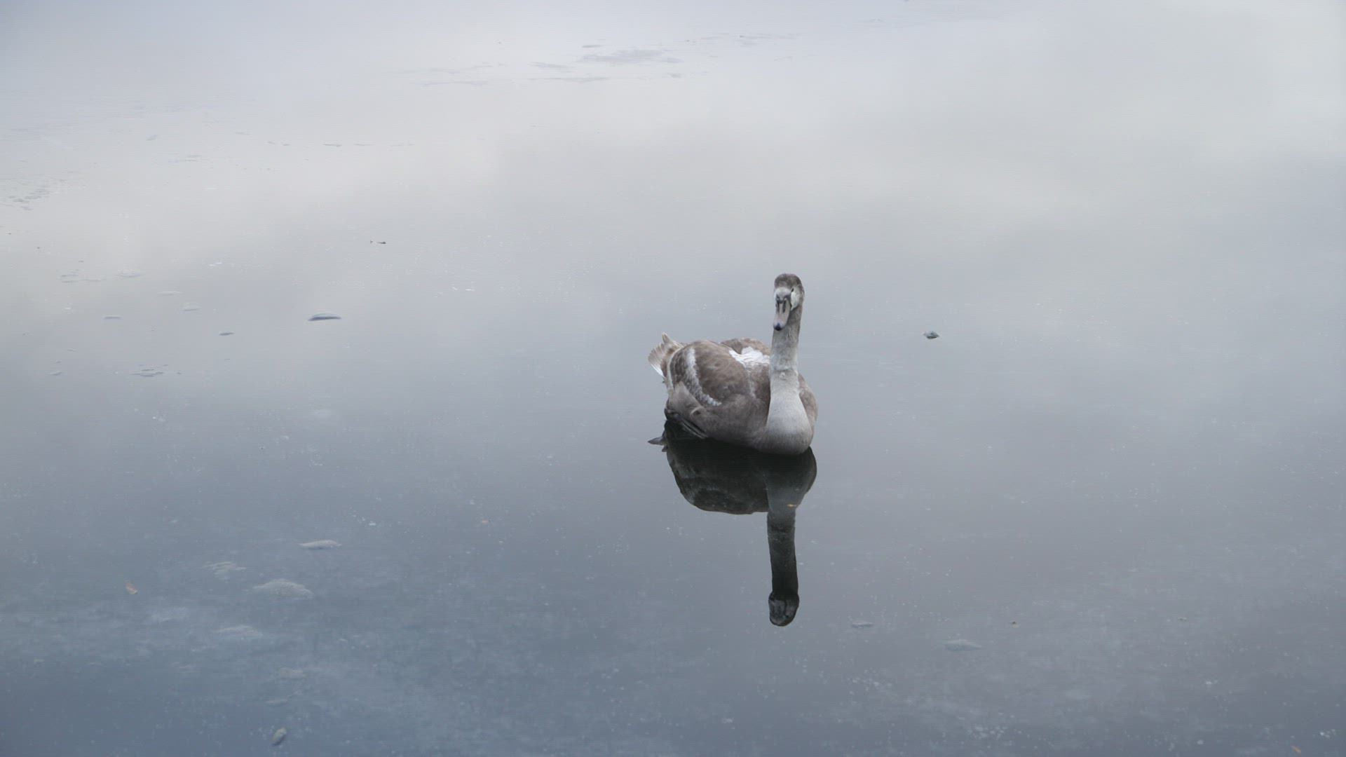 swan lying down on ice