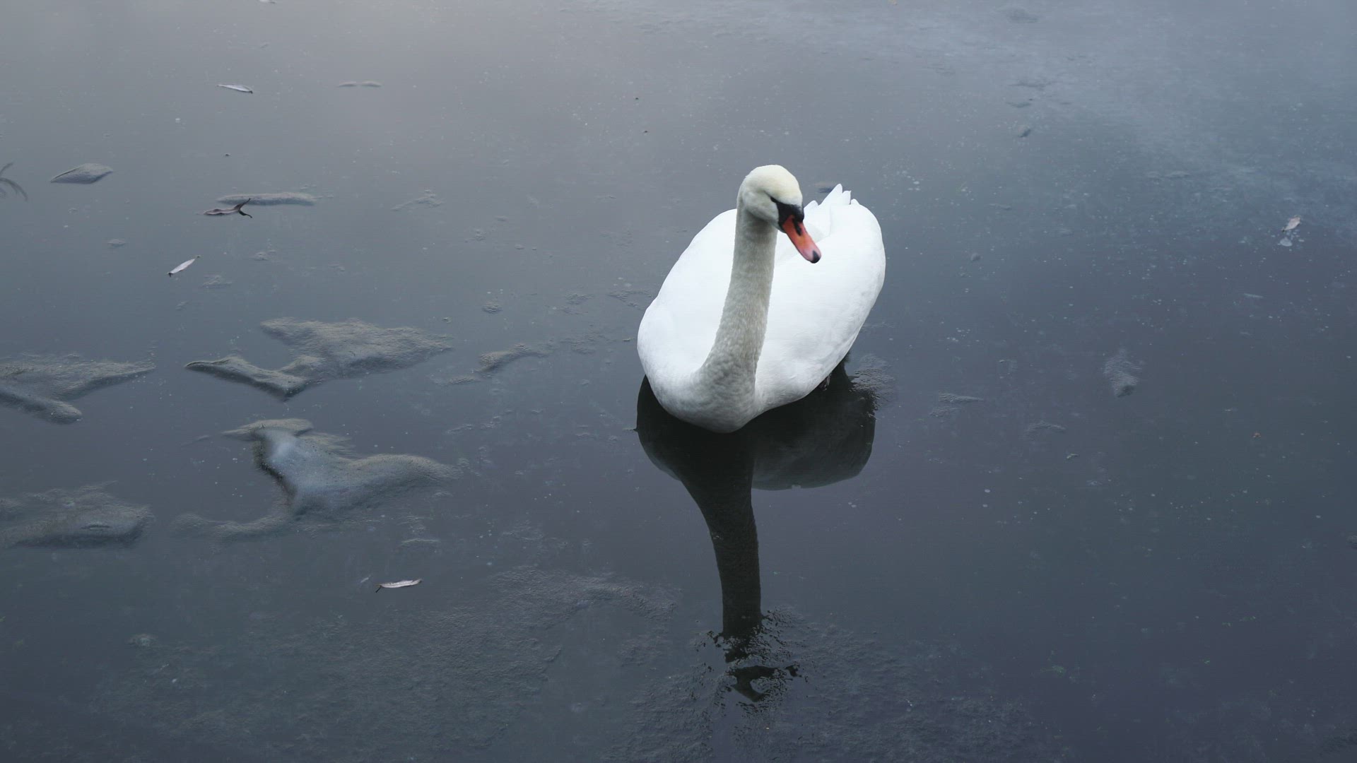 swan lying down on ice