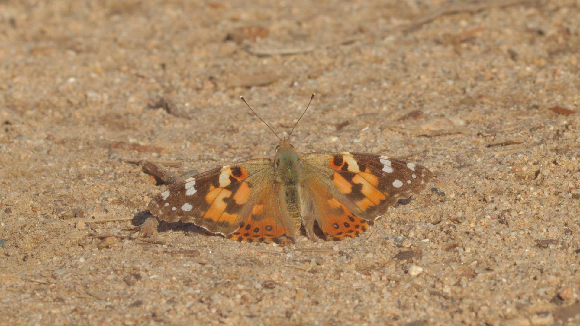 Painted lady basks on the ground