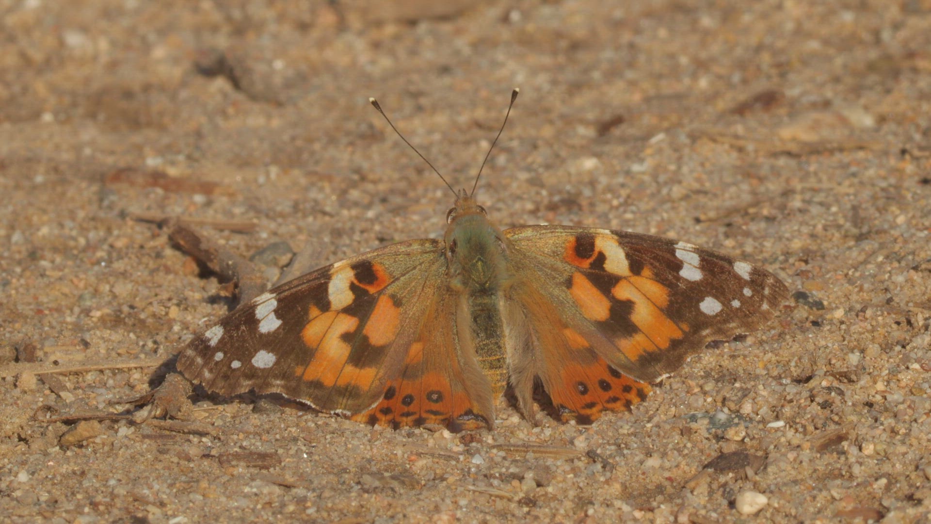 Painted lady basks on the ground