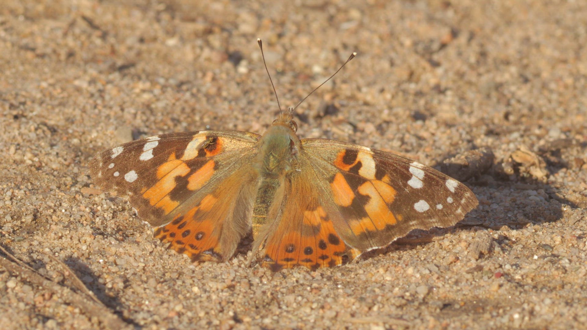 Painted lady basks on the ground
