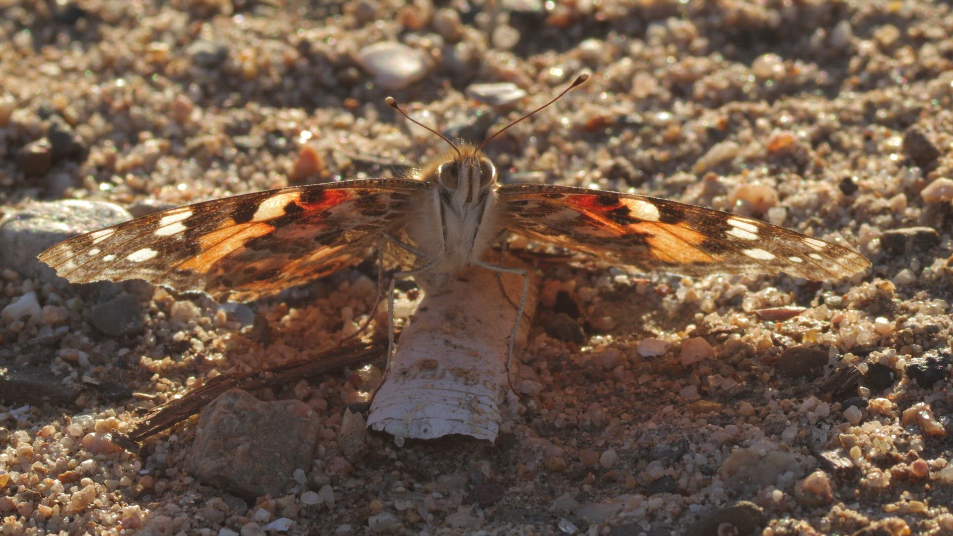 Painted lady basks on the ground