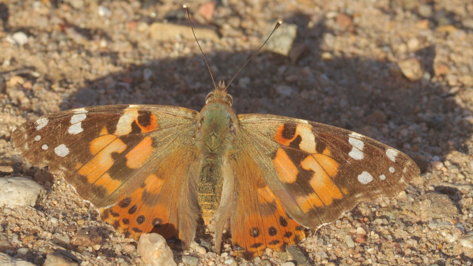 Painted lady basks on the ground