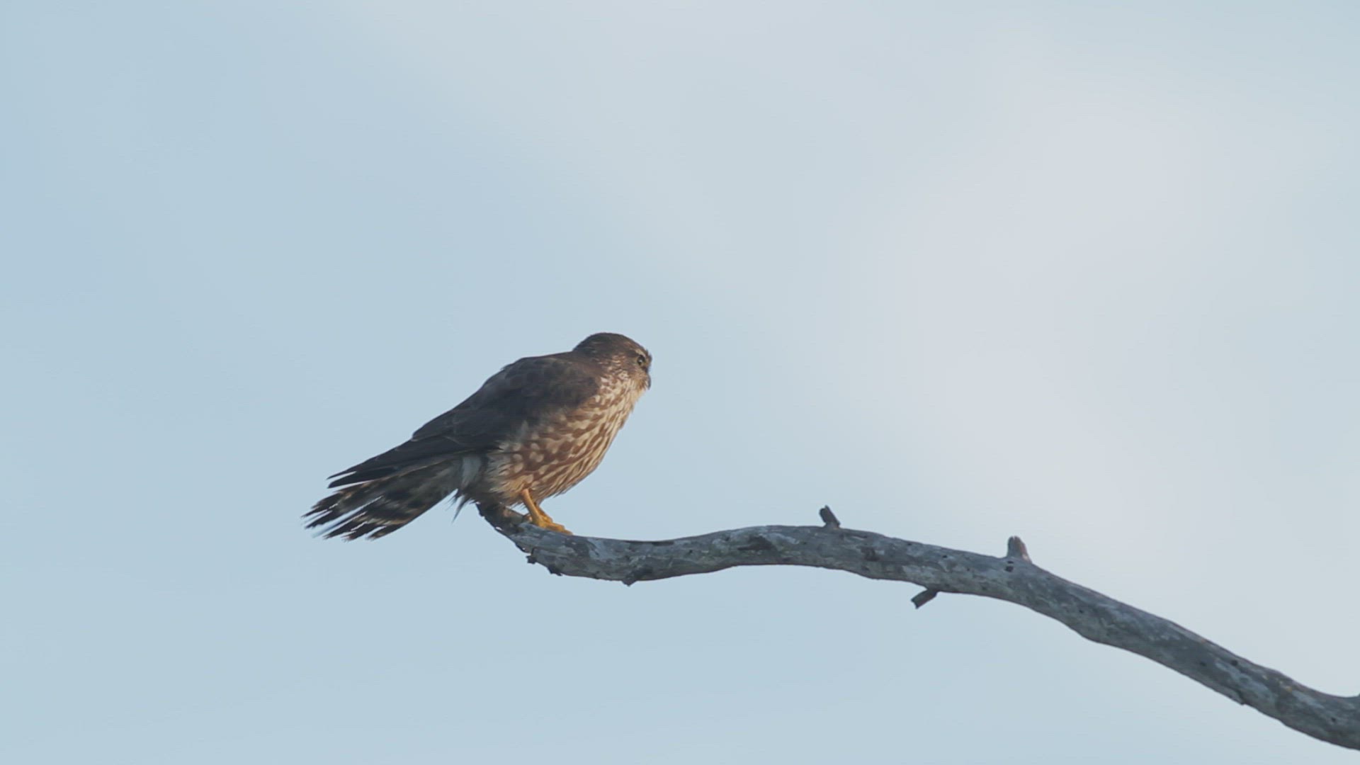 Merlin surveys its surroundings while perched in a eucalyptus, Southern California