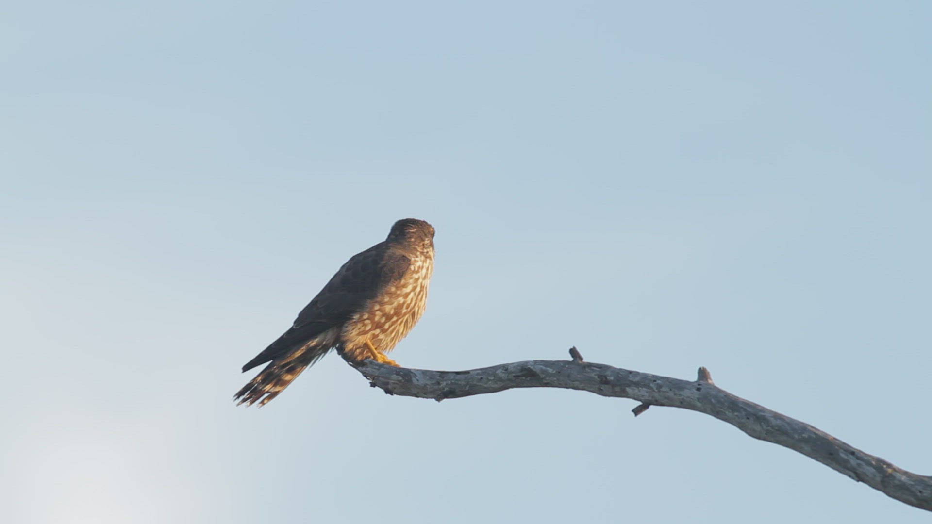 Merlin (Falco columbarius) defecates while perched in a eucalyptus, Southern California