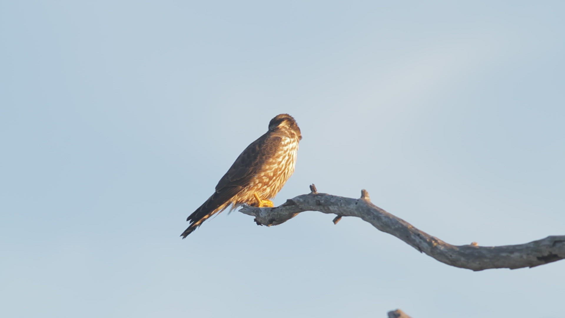 Merlin (Falco columbarius) perched in a eucalyptus, takes flight, Southern California