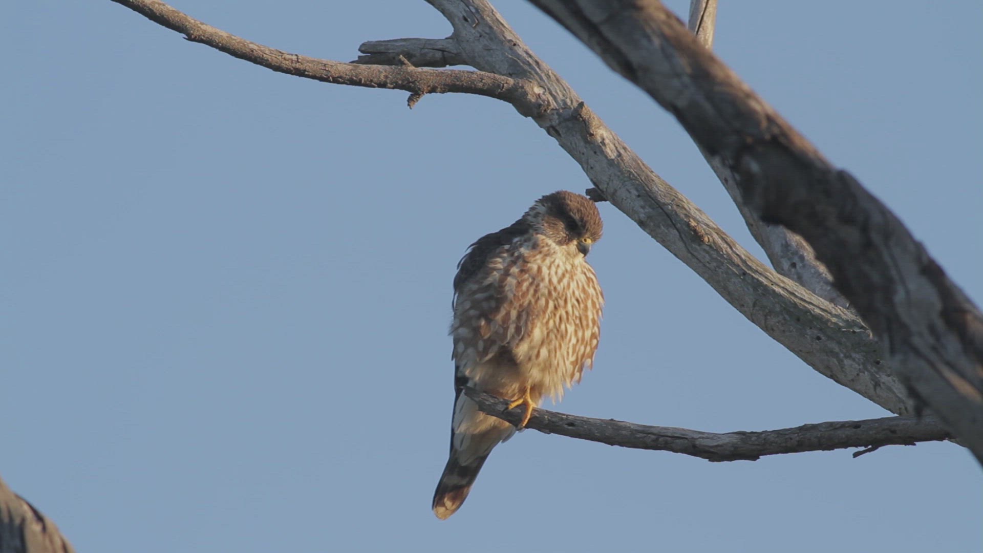 Merlin (Falco columbarius) preens while perched in a eucalyptus, Southern California
