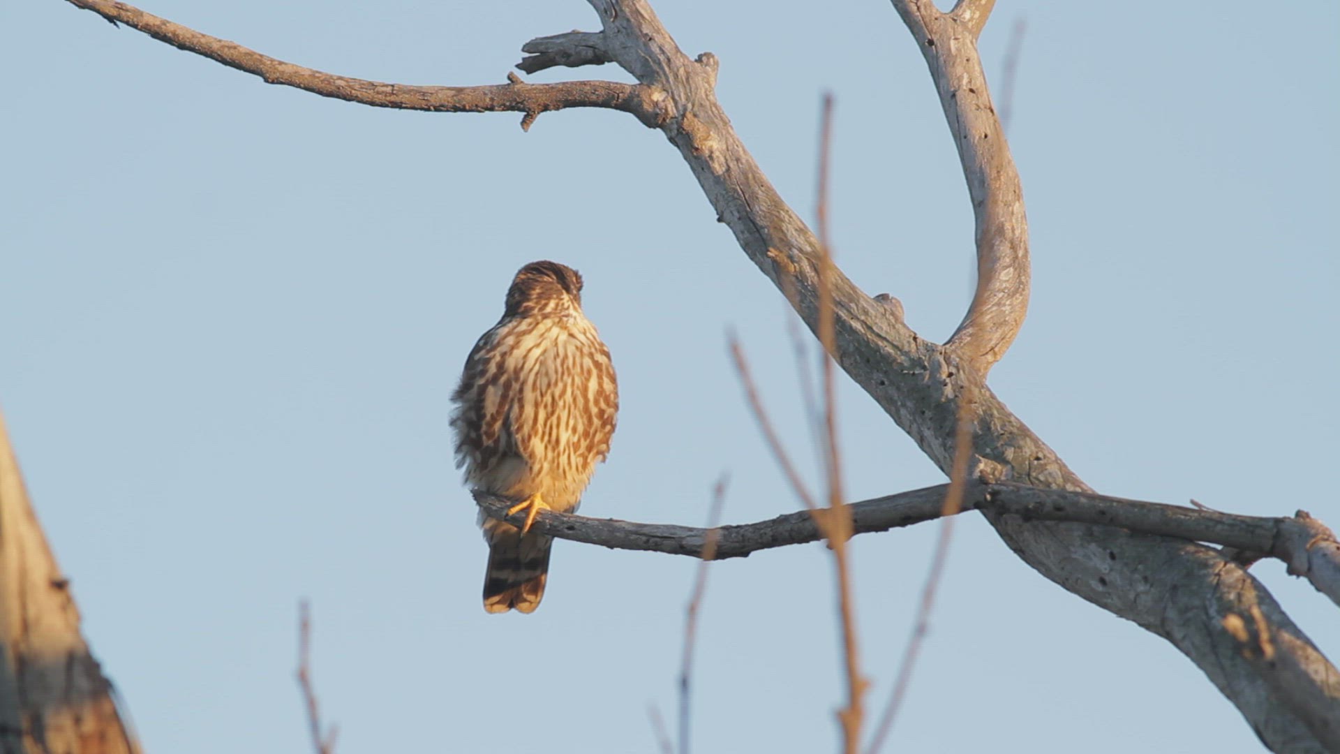Merlin cleans its beak while perched in a eucalyptus tree, Southern California