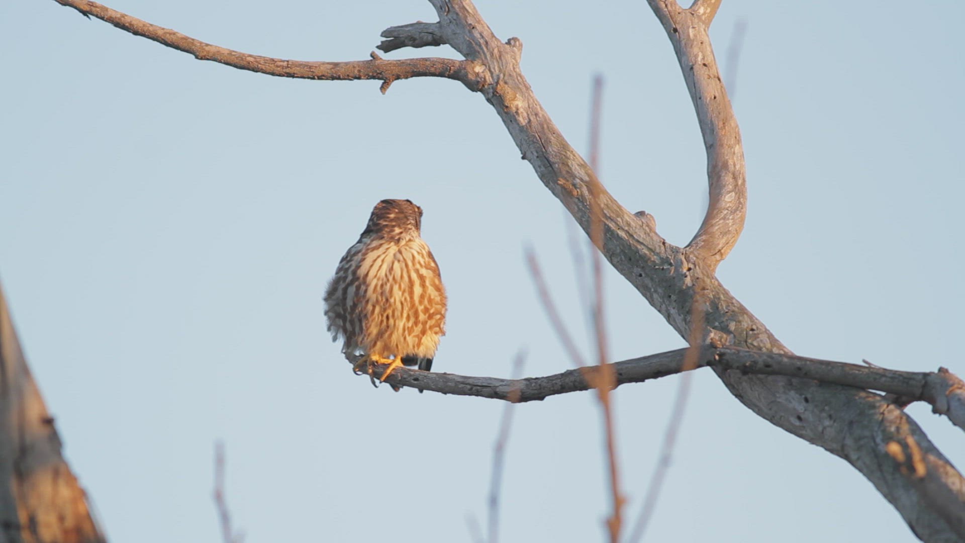 Merlin preens while perched in a eucalyptus tree, Southern California