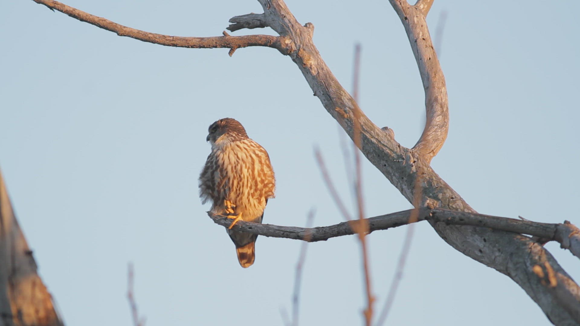Merlin perched in a eucalyptus tree, takes flight, Southern California