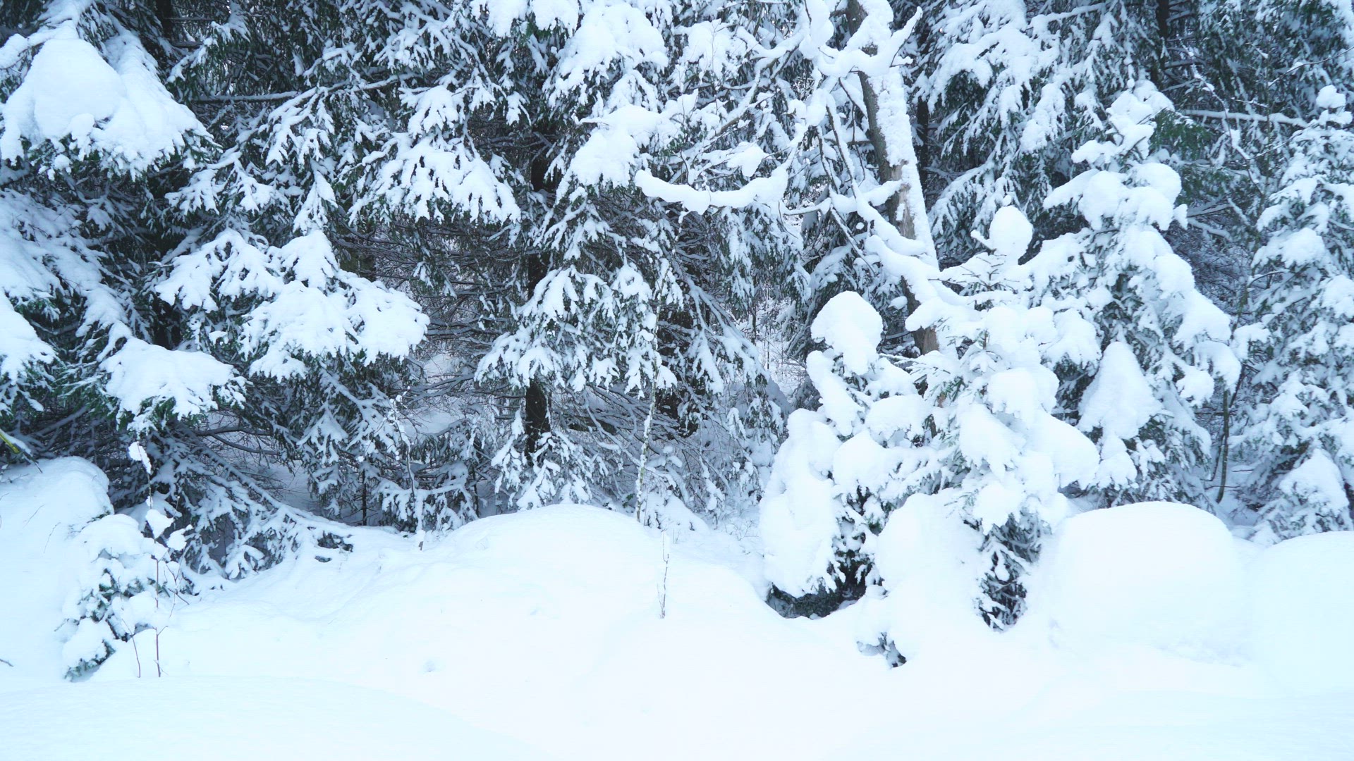 boy walking through deep snow in forest