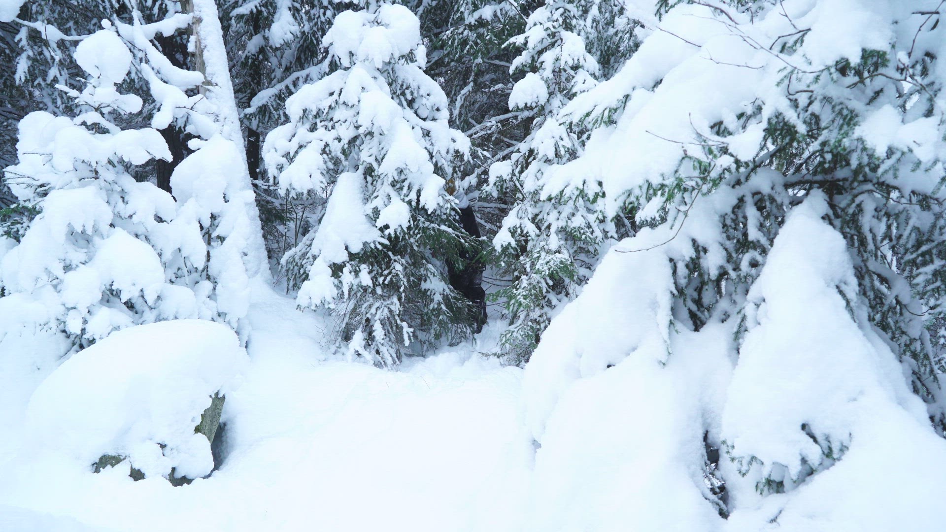 boy walking in forest with deep snow