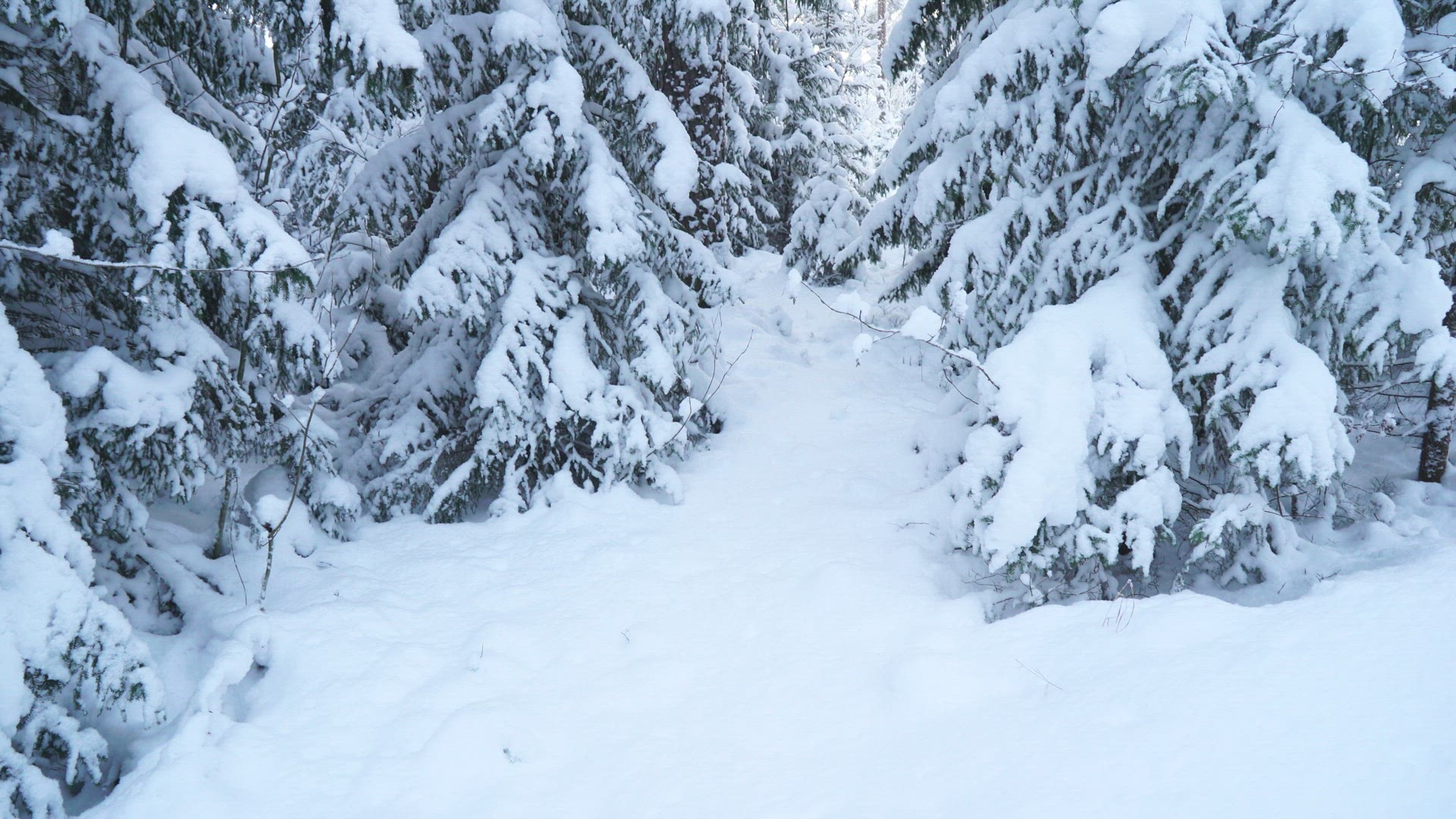 boy walking through forest in deep snow - snowcovered trees