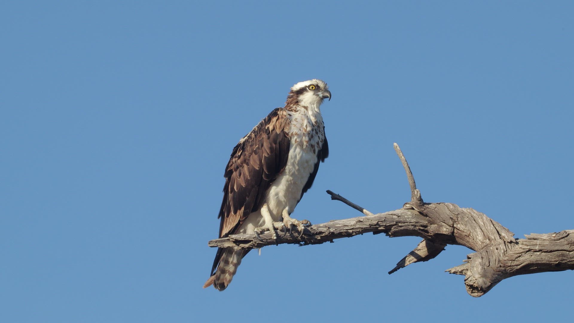 Osprey keeps watch from its perch on a bare branch as a group of crows approach