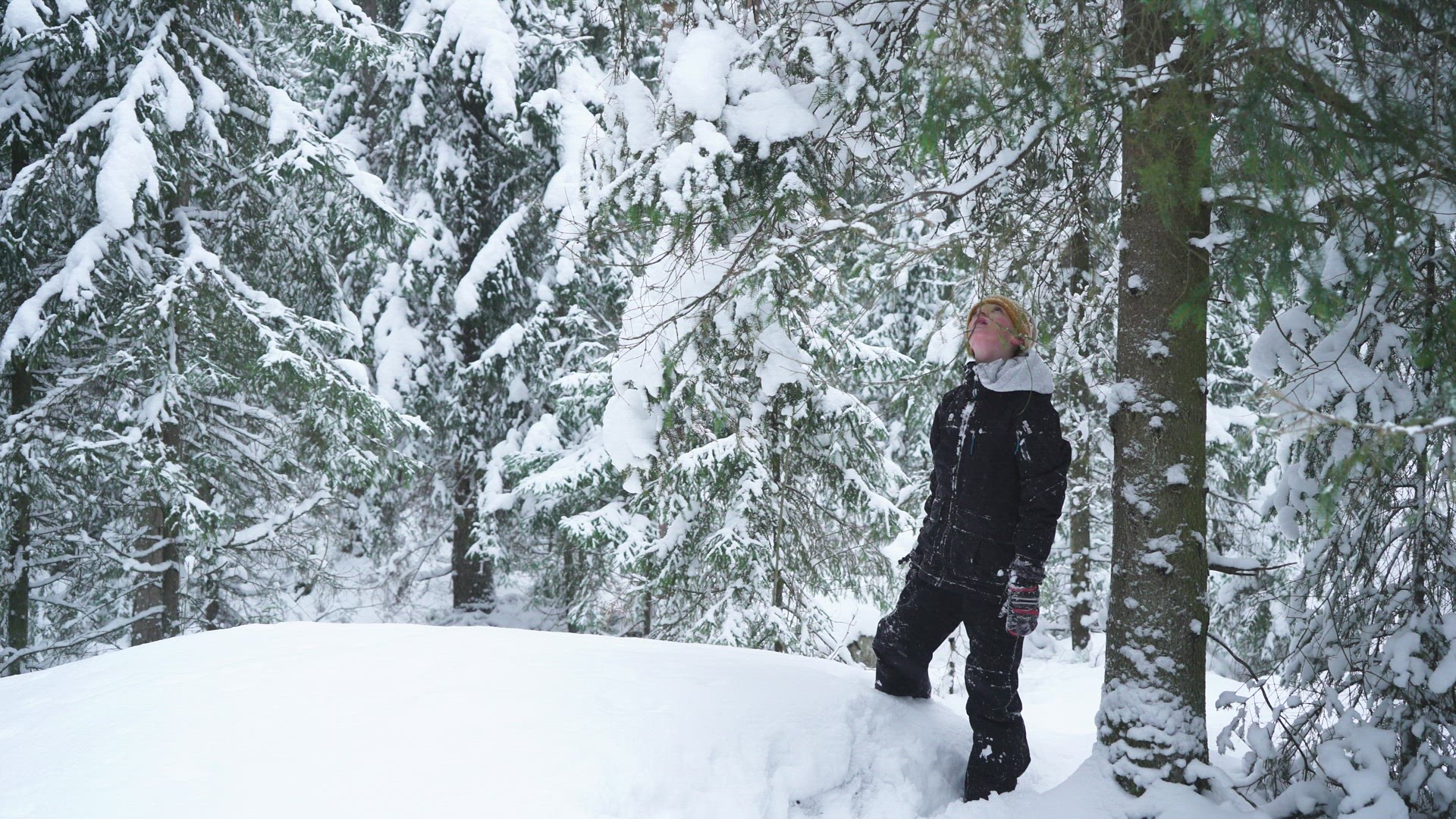 boy shaking down snow from snow covered tree in finnish forest