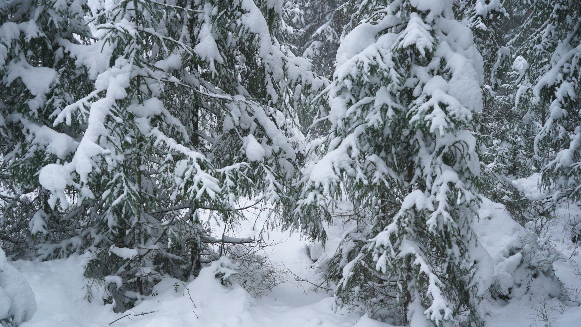 boy walking through forest with snow covered trees