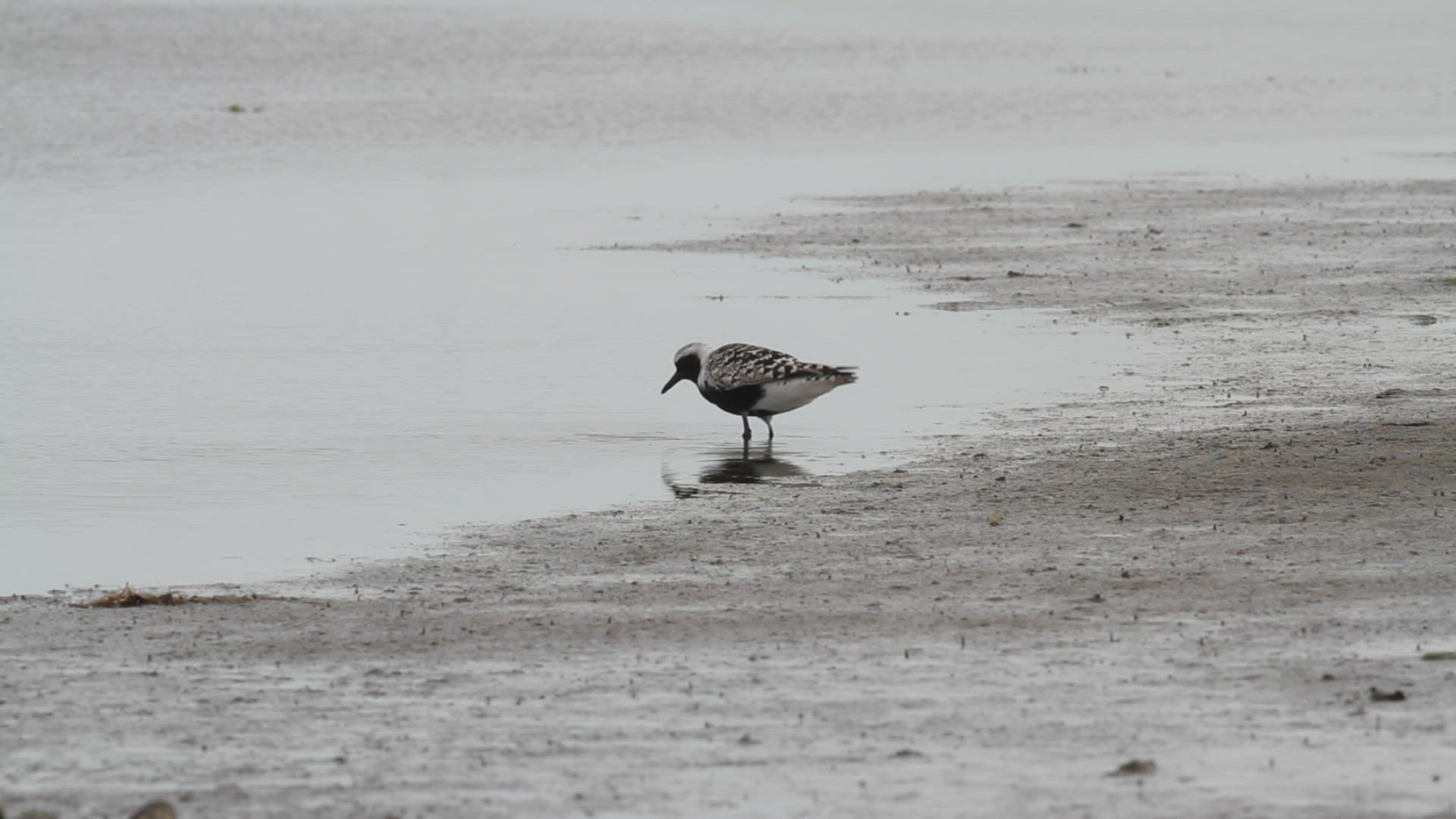 Black-bellied plover  feeds on a worm after rinsing it off at a salt marsh at a salt marsh