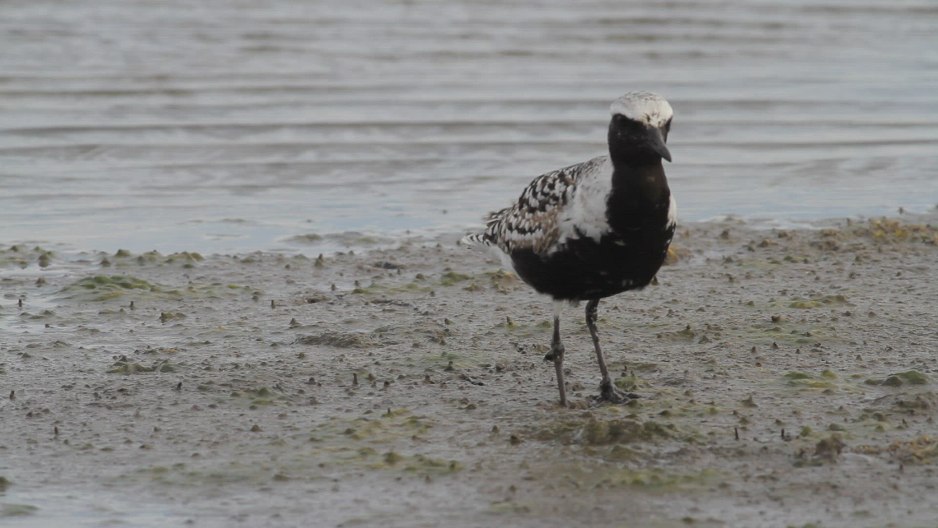 Close up of a Black-bellied plover foraging at a salt marsh