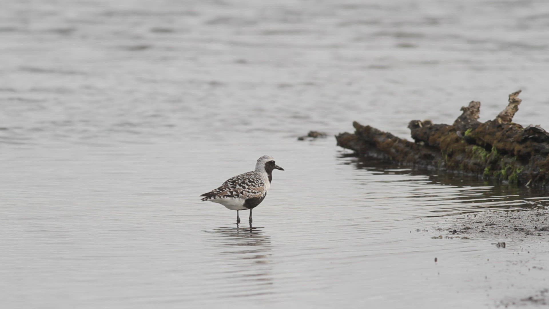 Black-bellied plover feeds on a worm after rinsing it at a salt marsh