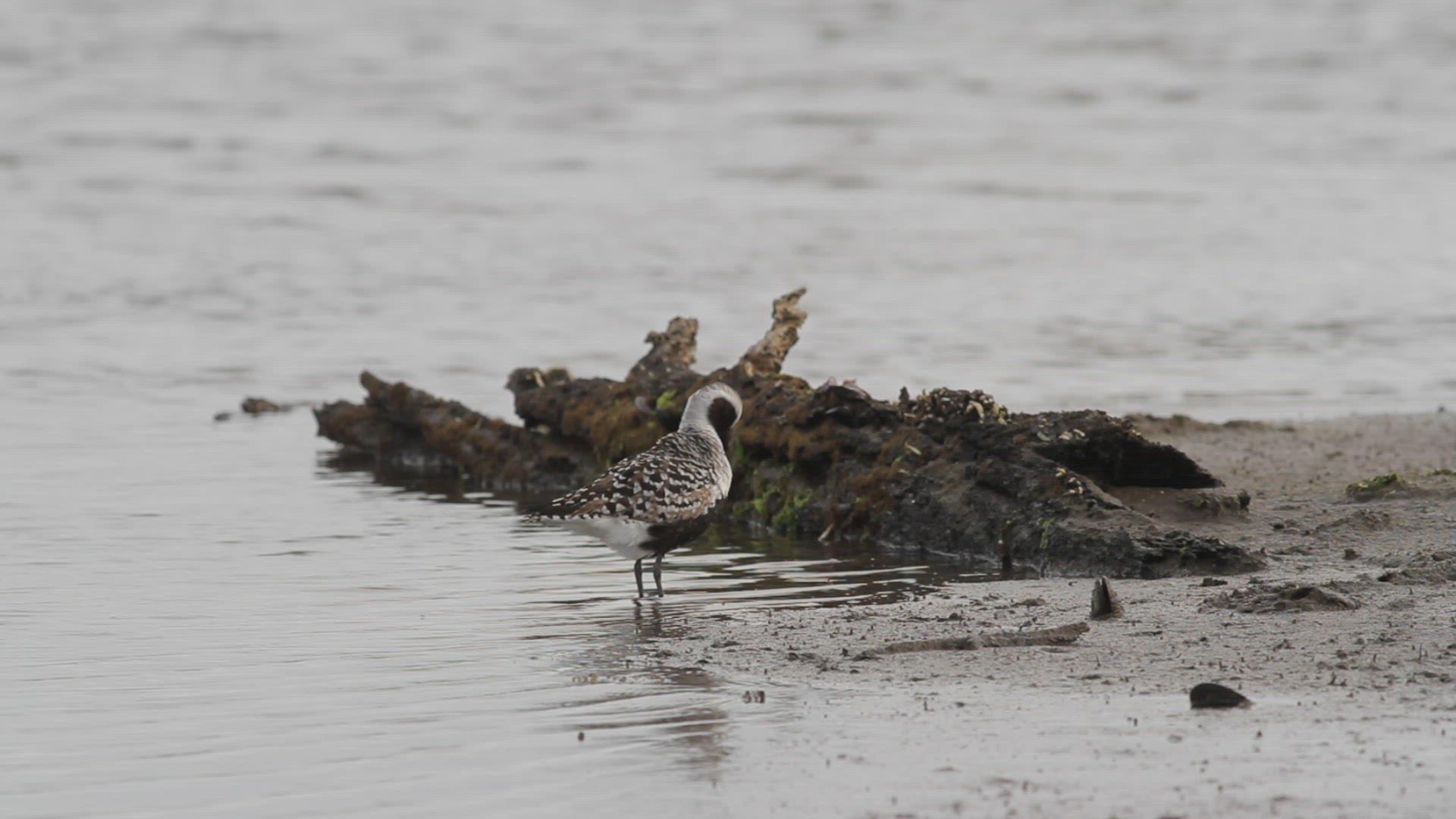 Black-bellied plover in breeding plumage ruffles its feathers
