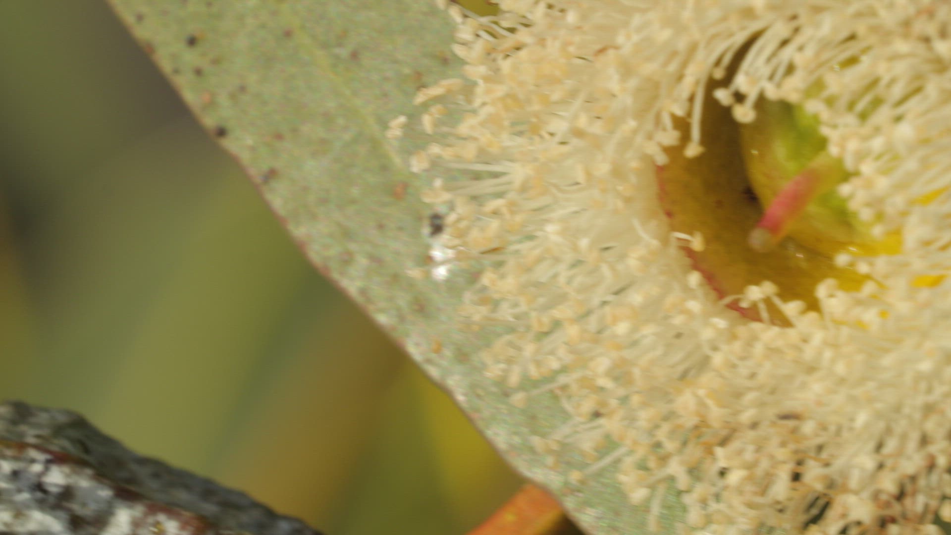 Western honey bee forages on an eucalyptus blossom, Southern California